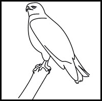 how to draw a hawk