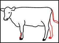 how to draw a cow