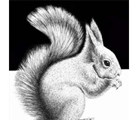 Making a Squirrel in Pen and Ink - Traditional-drawing Tutorial