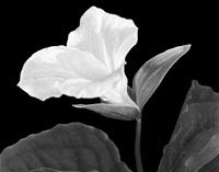 How to Draw with Graphite Pencil (And Create Beautiful Art)