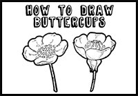 Drawing Buttercups Step by Step Lesson