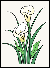 How to Draw a Calla Lily