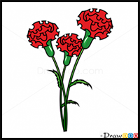 How to Draw Carnation, Flowers