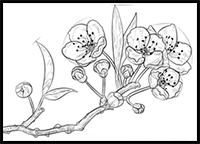How to Draw a Cherry Blossom