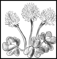 How to Draw Clover Flowers