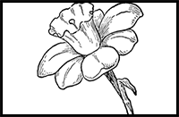 How to Draw Daffodils with Daffodil Drawing Lessons