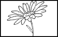 Drawing the Daisy : How to Draw Daisies with Easy Steps
