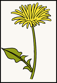 How to Draw a Dandelion