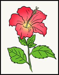 How to Draw Hibiscus