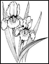 How to Draw Irises in 5 Steps