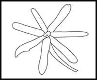how to draw a jasmine flower