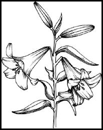 How to Draw Lily in 5 Steps