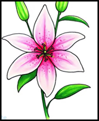 How to Draw a Lily Flower Easy