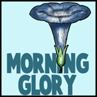 How to Draw Morning Glory Flower Step by Step Drawing Tutorial
