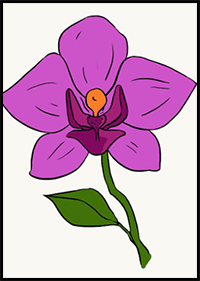 How to Draw an Orchid