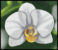 How to Draw an Orchid