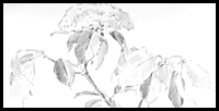 Learn how to Draw Flowers & Leaves with the Following Lesson