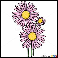 How to Draw Aster, Flowers