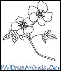 How to Draw a Primrose Flower in 4 Easy Steps