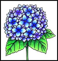 How to Draw a Hydrangea Flower Easy