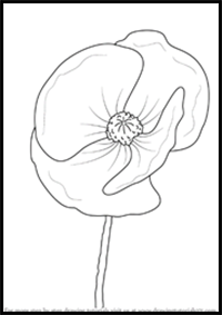 How to Draw Poppy Flower