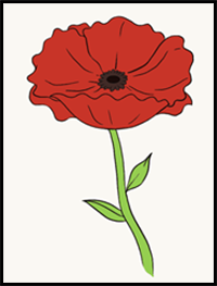 How to Draw a Poppy