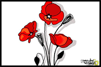 How to Draw a Poppy