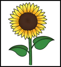 How to Draw a Sunflower