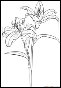 How to Draw Tiger Lily