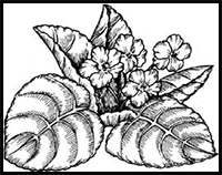 HHow to Draw Violets in 5 Steps