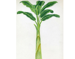 How To Draw Banana Tree