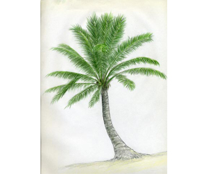 How To Draw Palm Trees
