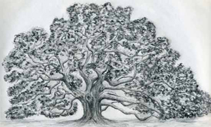How To Draw An Oak Tree