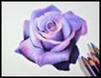 Lavender Rose