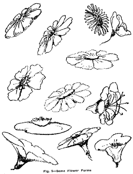 Drawing Flowers