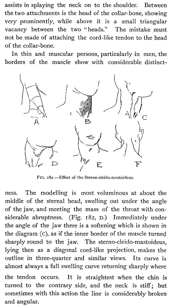 Drawing the Neck Muscles - Sterno-Cleido-Mastoideus