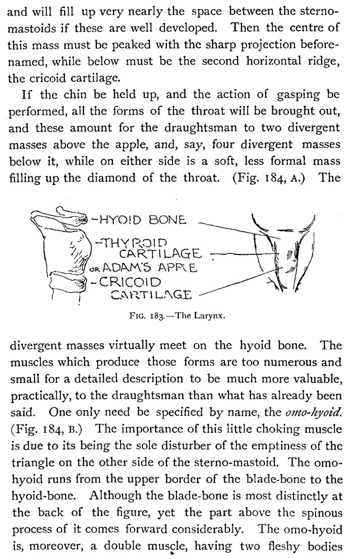 Drawing the adams apple