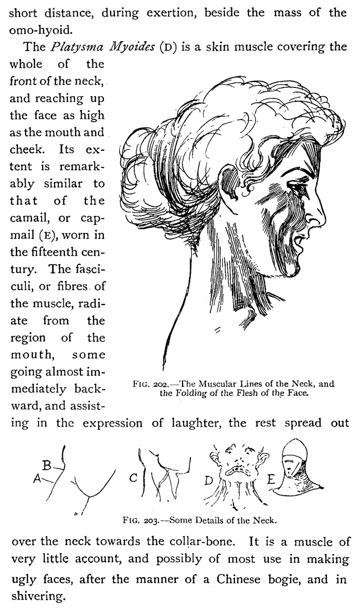 Drawing Head and Neck