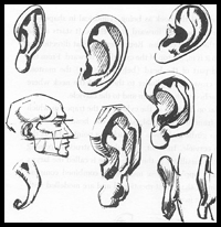 Here is a reference page on drawing the ears on a human head