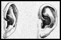 Study on Drawing Ears : Take a Look at How These Ears Have Been Drawn