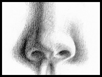 Pencil Portraits and Drawing The Noses