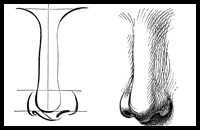 Drawing Faces and Noses