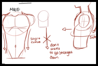 Drawing the Female and Male Torsoes