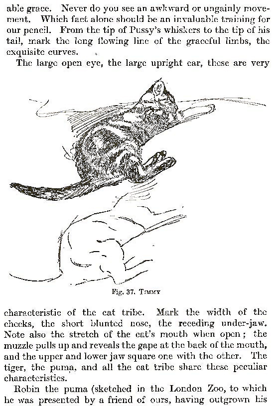 Drawing Pets