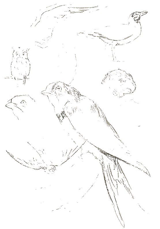Draw Your Pets