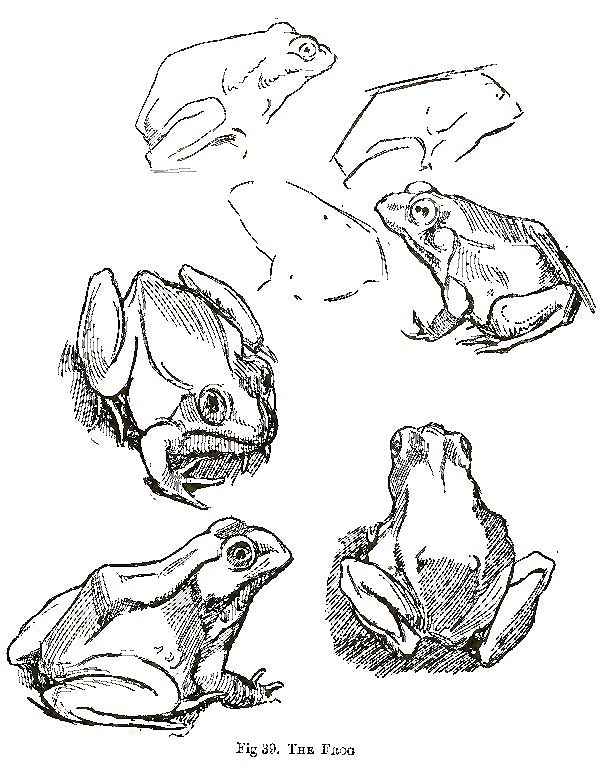 How to Draw Pets