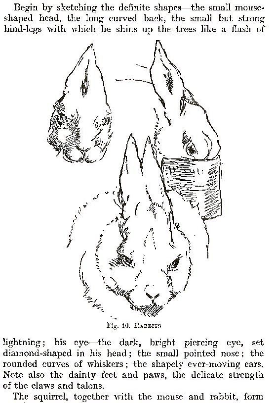 How to Draw Animals