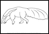 How to Draw an Anteater