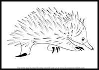 How to Draw a Spiny Anteater
