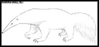 How to Draw an Anteater